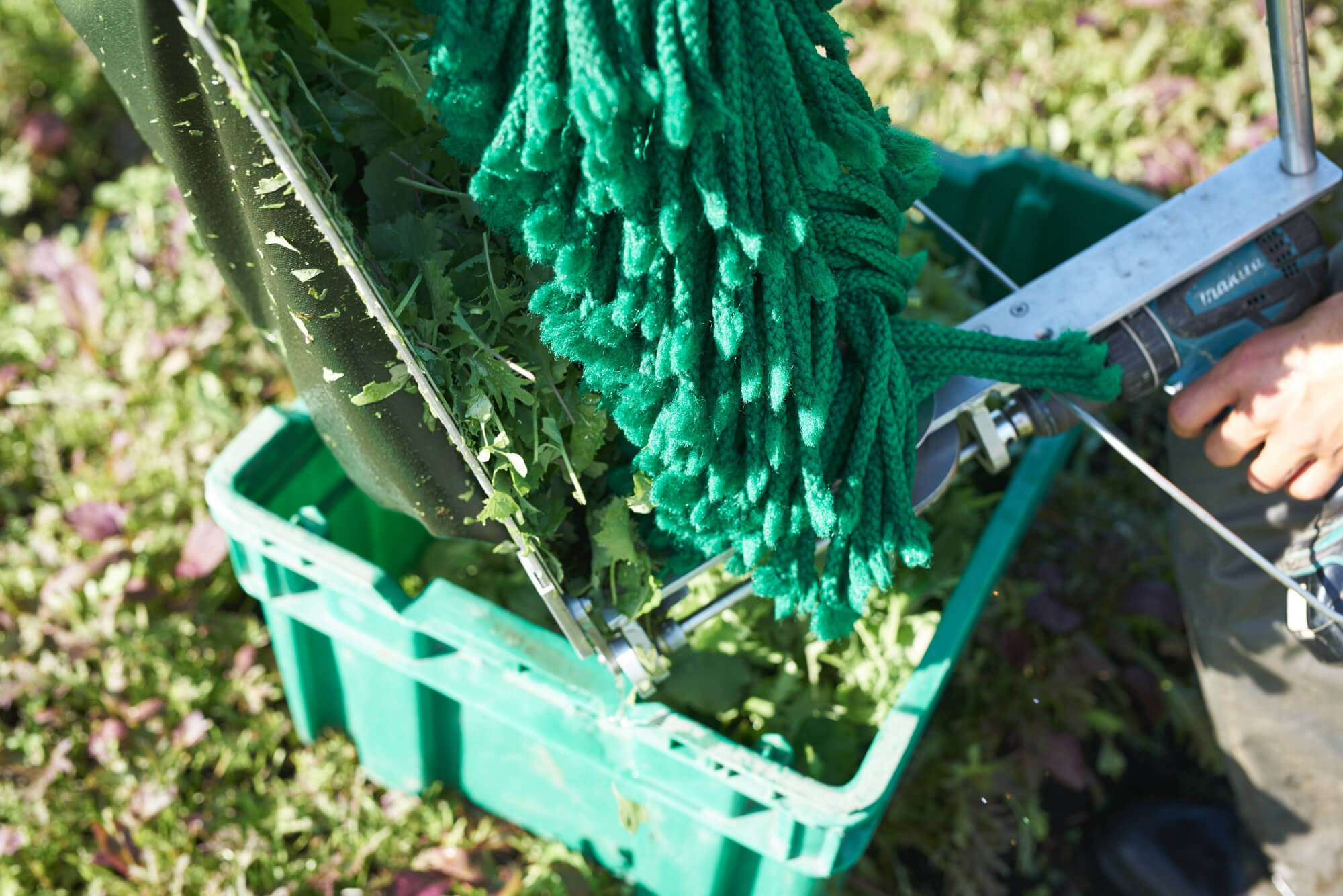En utilisant la récolteuse à mesclun, il est possible de récolter jusqu'à 175 lb/heure. / Crédit : Alex Chabot