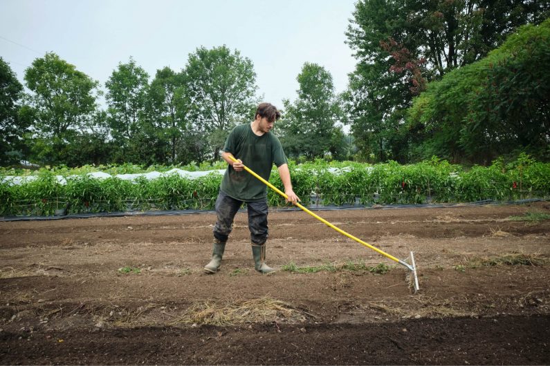 Le râteau-maraîcher sert à préparer le sol efficacement pour un semis. / Crédit : Alex Chabot